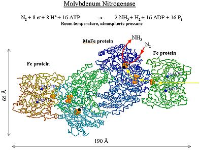 Microbes and Elemental Cycling Most biomolecules are based on Nitrogen Nitrogen in the -3 oxidation state (e.g., amines and amino acids).