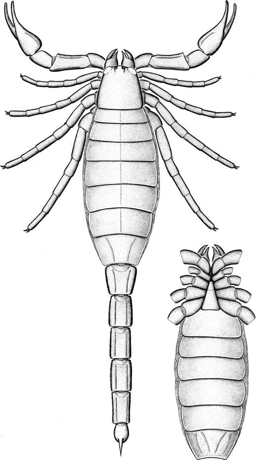 316 PALAEONTOLOGY, VOLUME 51 TEXT-FIG 3. Idealized reconstruction of Proscorpius osborni in dorsal and ventral views based on a composite of the available material.