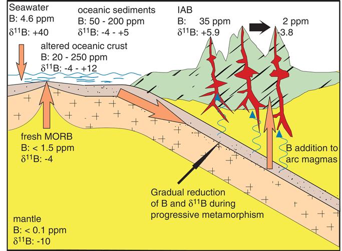 Paleo-pH proxy boron is adsorbed onto clay particles as they enter the ocean boron that is removed is isotopically