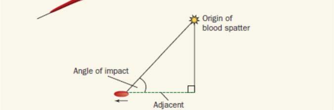 Next determine the angle of impact for each droplet of blood.