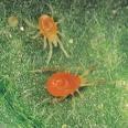 Arachnology Mites: Plant feeding mites Predatory mites Parasitic mites ca 4400 microscope slides containing more than 513630