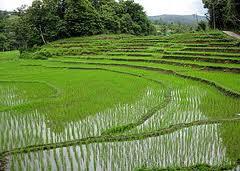 What is the situation of indigenous rice cultivars in Thailand?