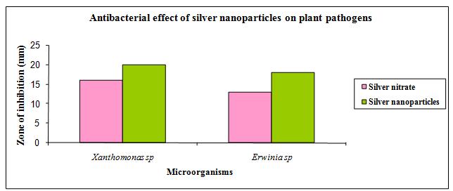 effect indicated by zone of inhibition (mm) of silver nitrate (.1M) and silver nanoparticles synthesized from silver nitrate (.1M) with 5 ml leaf extract.