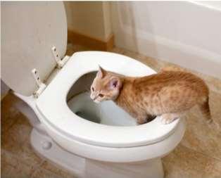 (NeuralTalk) A cat is sitting on a toilet seat A.
