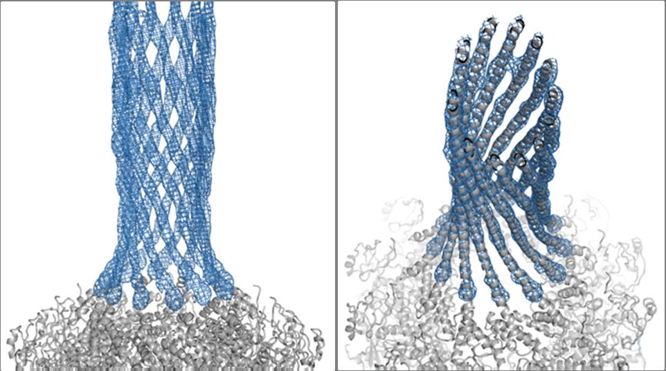 Supplementary Figure 2: Representative electron density map for full length portal protein. (A) The 7.