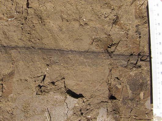Site E bed AA Figure S18. Tephra bed AA at site E.