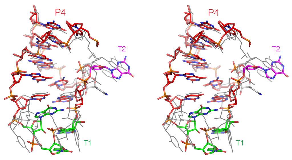 Supplementary Figure 11 Superposition of the P4-L4 regions of TS and twister ribozymes.