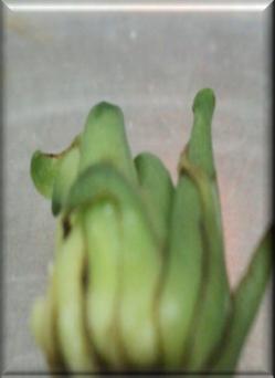 Eulophia nuda plant 4. Explant- axillary bud 5. PLB s 6.