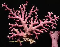 along bottom Hydrocorals (Millepora and Stylaster)