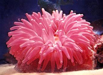 anemones Coelenterate: synonym Named for their