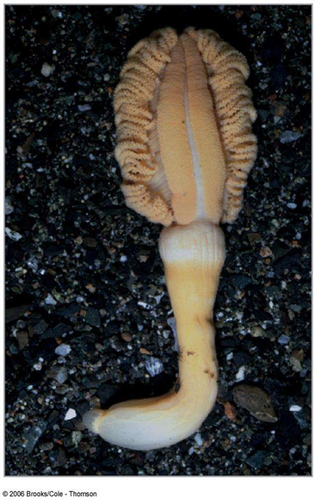 Anthozoans Soft corals Examples: sea fans & sea pens