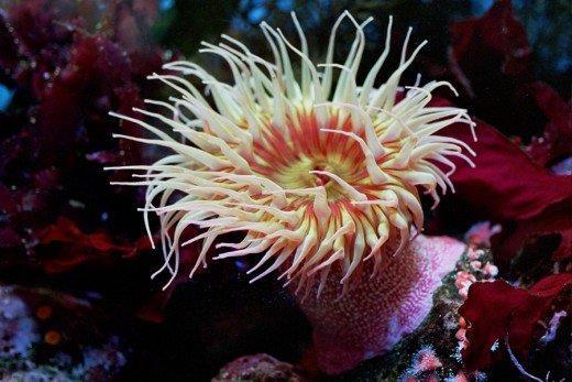 Nutrition and Digestion Sea anemones (Anthozoan) generally feed on invertebrates