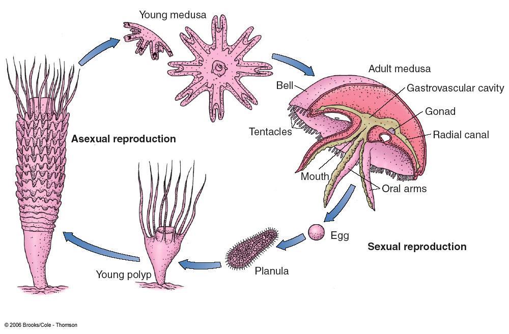Life Cycle of Scyphozoan: Adult medusae sexes are separate Medusae sexual stage in life cycle gametes released in water column