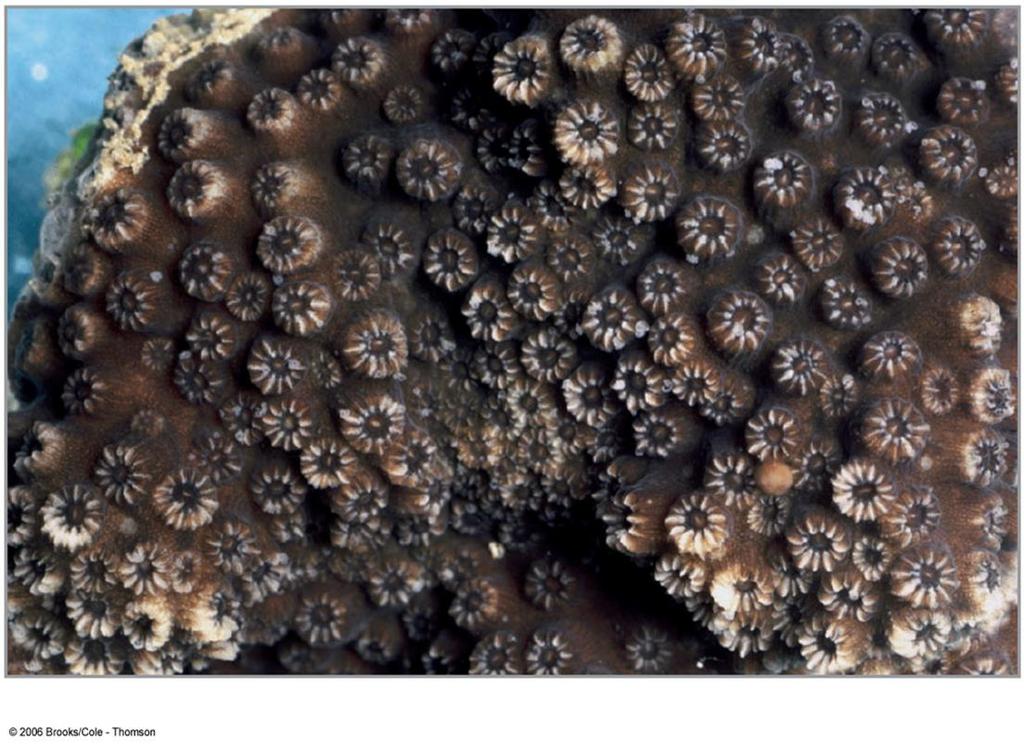 Ecological Relationships of Cnidarians Reef-forming corals and
