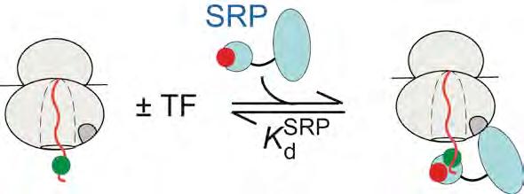 TF binds to SRP-loaded RNCs and changes SRP conformation
