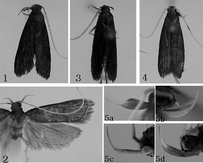 112 Florida Entomologist 91(1) March 2008 Figs. 1-5. Adults, labial palpus, forewing venation of Pectinimura spp. (1) P. montiatilis, (2) P. crassipalpis, (3) P. batubatuensis, (4) P.