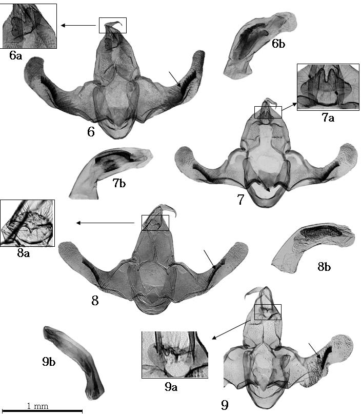 Park & Byun: New Genus Pectinimura 113 Figs. 6-9. Male genitalia of Pectinimura spp: (a) Magnification of the basal plate of uncus, (b) Aedeagus, (6) P. montiatilis, (7) P. crassipalpis, (8) P.