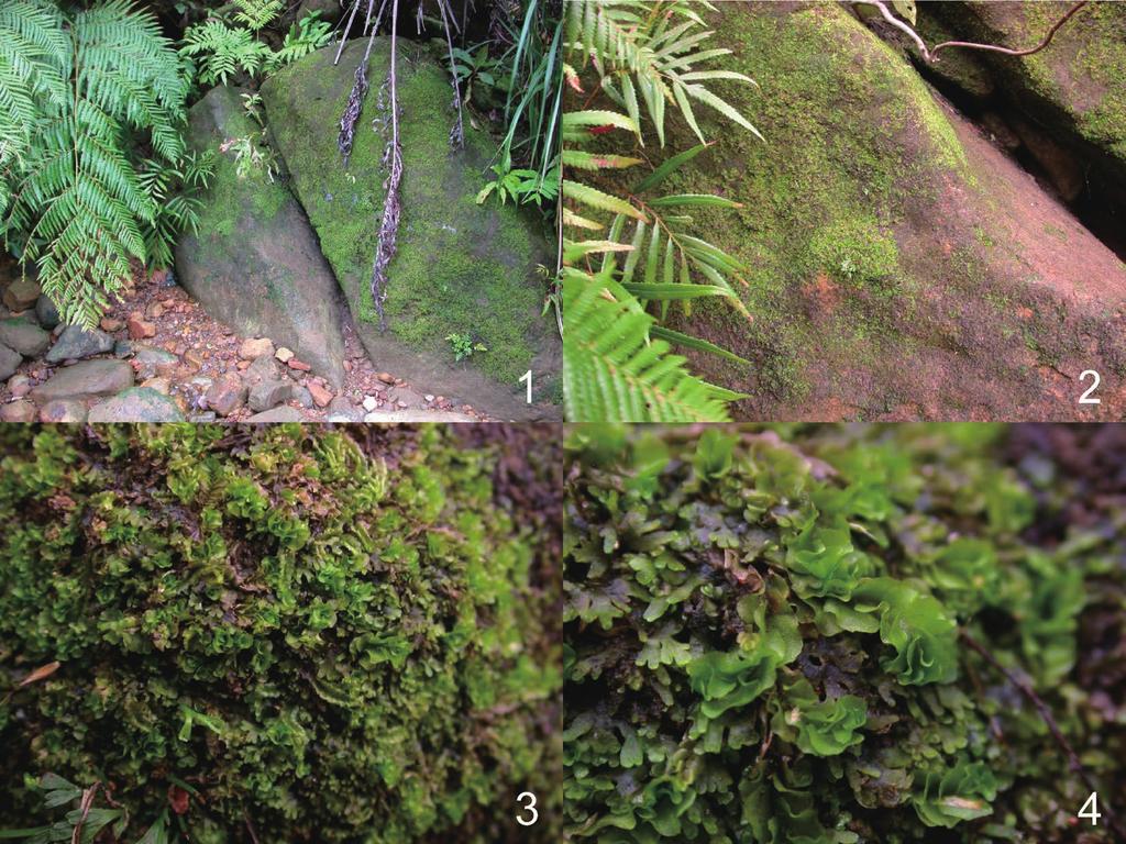 20 Masanobu Higuchi Figs. 1 4. Habitats of Fossombronia mylioides Inoue. 1, 2. Plants are growing on boulder covered with sandy soil on the riverside. 3, 4. Plants are associated with Riccardia sp.