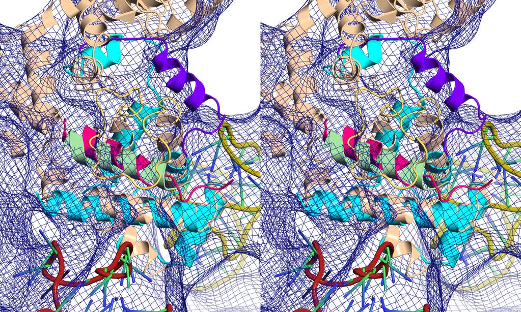 Figure S7 Superposition of SRP54* onto a cryoem model of SRP-RNC complex. The cryoem map (pdbe code: emd_1264) and its interpretation (pdb code: 2J37) by Halic et al.