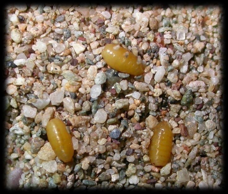 laboratory and maintained at 25 C until adult emergence A sample of pupae was