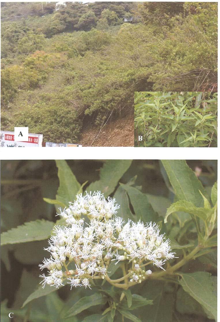 March, 2006 Hsu et al.: Austroeupatorium inulifolium (Asteraceae) naturalized in Taiwan 43 Fig. 2. Austroeupatorium inulifolium (Kunth) King & Robinson. A: Habitat. B: Habit. C: Inflorescences.