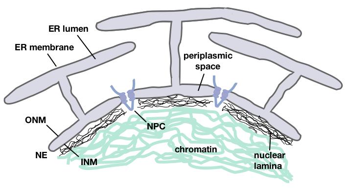 system and whether other non-lamin filamentous structures underlying INM exist. Figure 1. Schematic diagram of nuclear periphery and associated structures (upper panel).