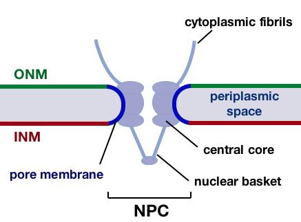 Vertebrate cell nuclei undergo open mitosis, in which the nuclear lamina and nuclear pore complexes (NPCs) reversibly disassemble, the nuclear membranes merge into the ER, and nuclear proteins are