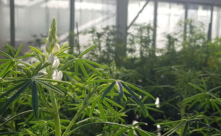 high yielding narrow-leafed lupins Candy