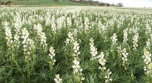 Narrow-leafed lupin Break crop Pest and disease management Fixes