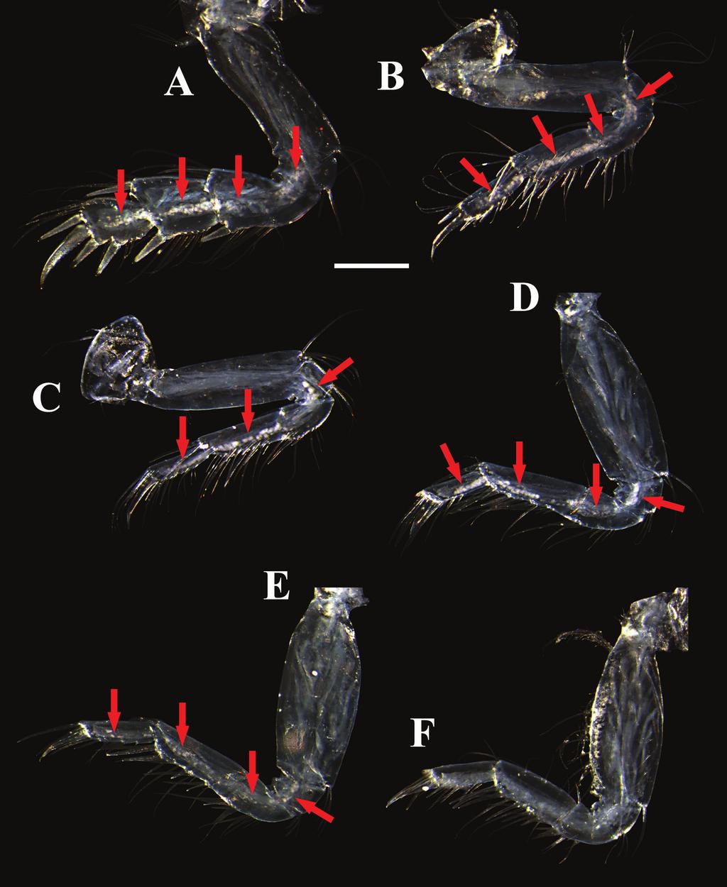 430 Morales-Núñez, A.G. et al.: New parapseudid from Hawai i Island Figure 11. Digital images of Brachylicoa lui sp. n. paratype female with oostegites and genital cone (dissected). A F pereopod 1 6.