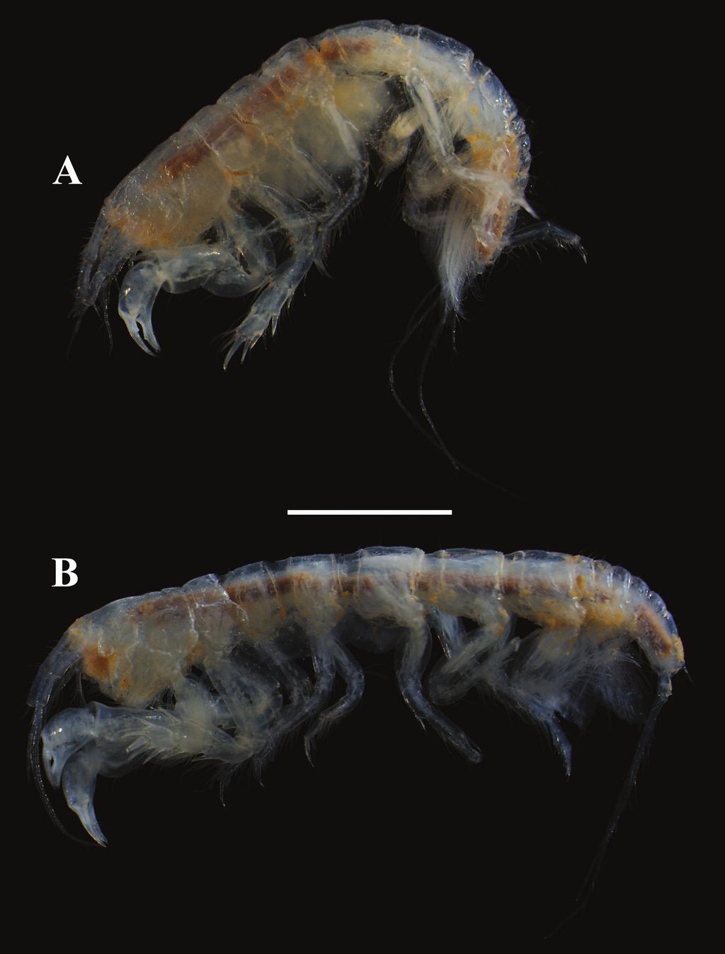 432 Morales-Núñez, A.G. et al.: New parapseudid from Hawai i Island Figure 13. Digital images of Brachylicoa lui sp. n.