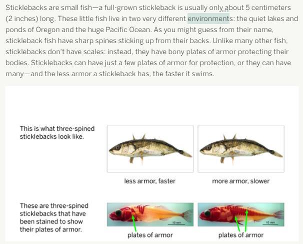 about stickleback fish,