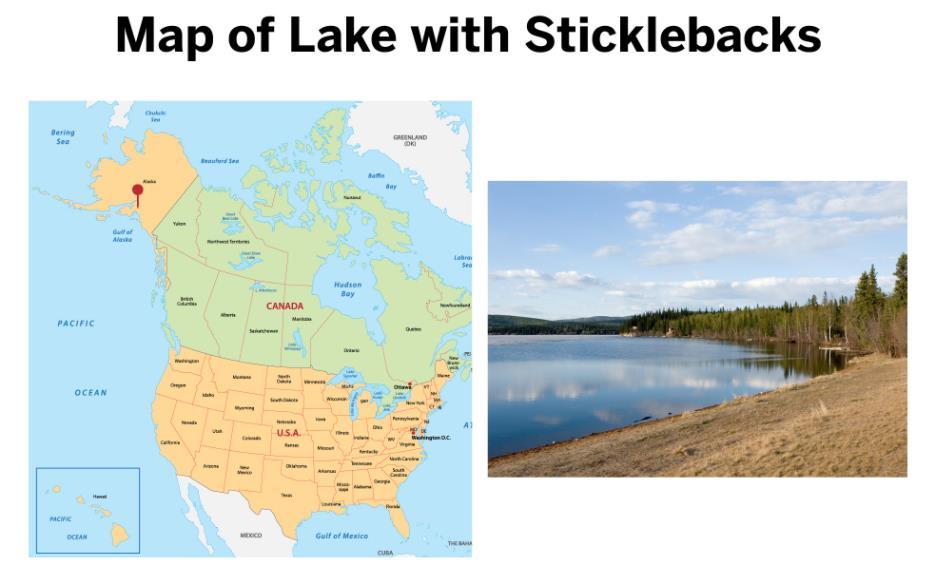 This map shows where the stickleback population we are studying was found in a lake in Alaska.