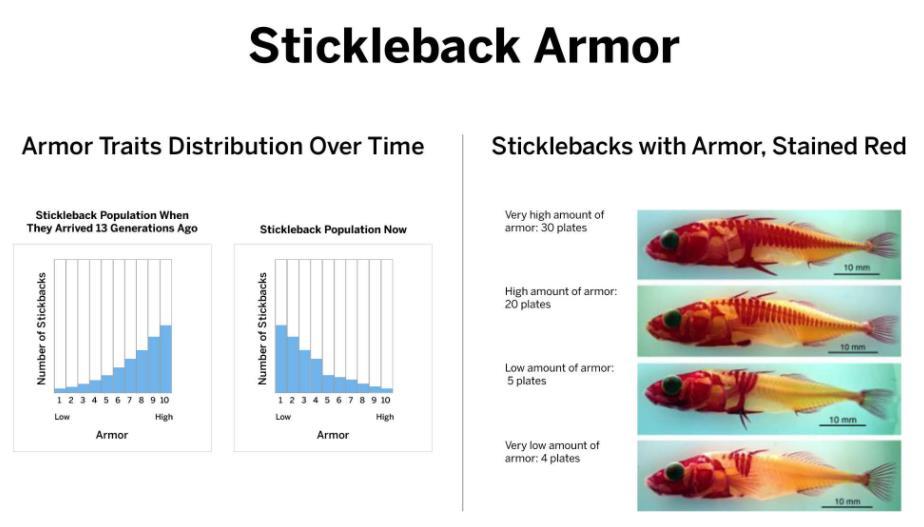 4.1.2: INTRODUCING STICKLEBACKS Scientists can clearly see and count the plates of armor of a stickleback fish by using a special stain that colors the armor.