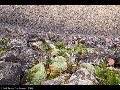 Primary Succession Occurs in an area with NO SOIL exists (ex: bare rock) Natural events like retreating glaciers scrape rocks Volcanoes and new rock Wind