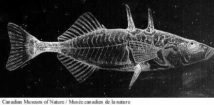 Three-Spine Stickleback Originally an ocean-dweller (only lived in salty ocean waters) in the northern