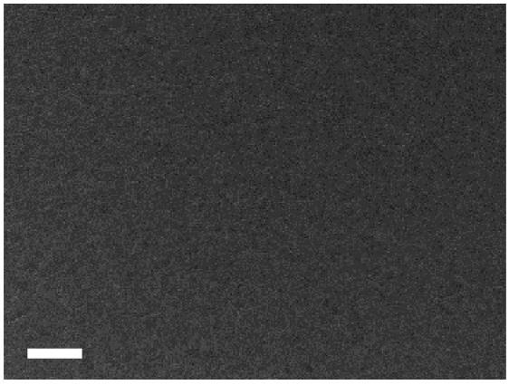 Figure S13. Large-scale SEM image of perovskite film on PEDOT:PSS/Gr-Mo/PEN substrate.