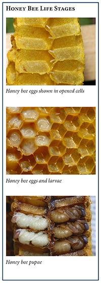 Activity 3: Beeswax Life Cycle Models 1. Ask the students if humans use any items made by honey bees. 2. Talk about how honey bees make beeswax.