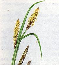 Carex & Phalaroides