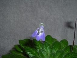 USA sent these photos of petrocosmea blossoms.