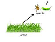 Example of a food web Grass and trees are the only producers.