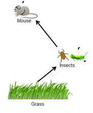 Examples in the food web: Grass (producer) insects (consumer) This means grass is eaten