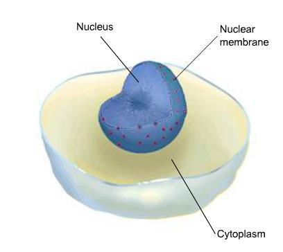 CELL ORGANELLES An organelle is one of several structures with specialized functions suspended in the cytoplasm of the cell Nucleus (one type of organelle) The director of the cell Contains the
