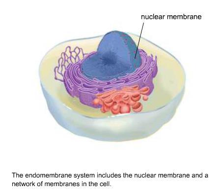 Enclosed by a cell membrane Mainly composed of water, salt, and proteins In Eukaryotic cells, the cytoplasm include all of the material inside the cell and outside of the nucleus Cell