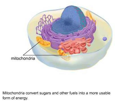 transported in and out of the cell Mitochondria (another organelle) Power plants of the cell.