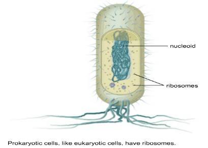 Ribosomes (another organelle) Protein factories of the cells Use genetic instructions from the nucleus to assemble the proteins of the cell as well as other proteins the