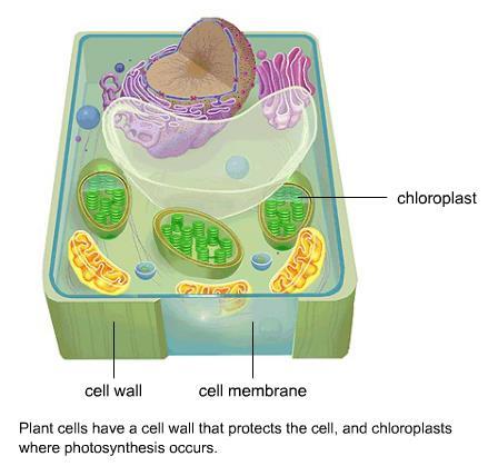 However, unlike animal cells, plant cells have a cell wall outside the cell membrane. The cell wall protects and supports the cell.