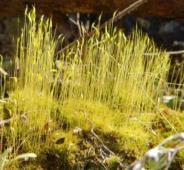 INTRODUCTION Bryophytes (mosses, liverworts and hornworts) are earlyresponders to disturbances such as fire 1 Generally not included in post-fire vascular plant research 2 In 1954, Eula