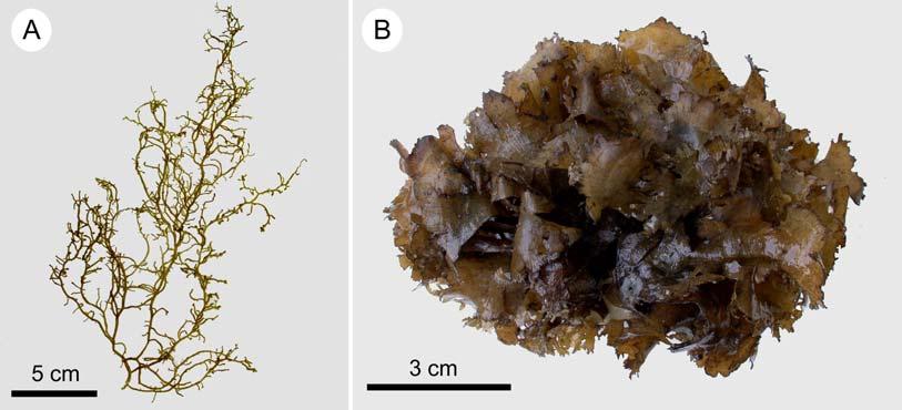 June, 2005 Lin et al.: Two brown algae new to Pratas Island 103 Fig. 2. A: Cladosiphon okamuranus Tokida. Habit of sporic thallus.