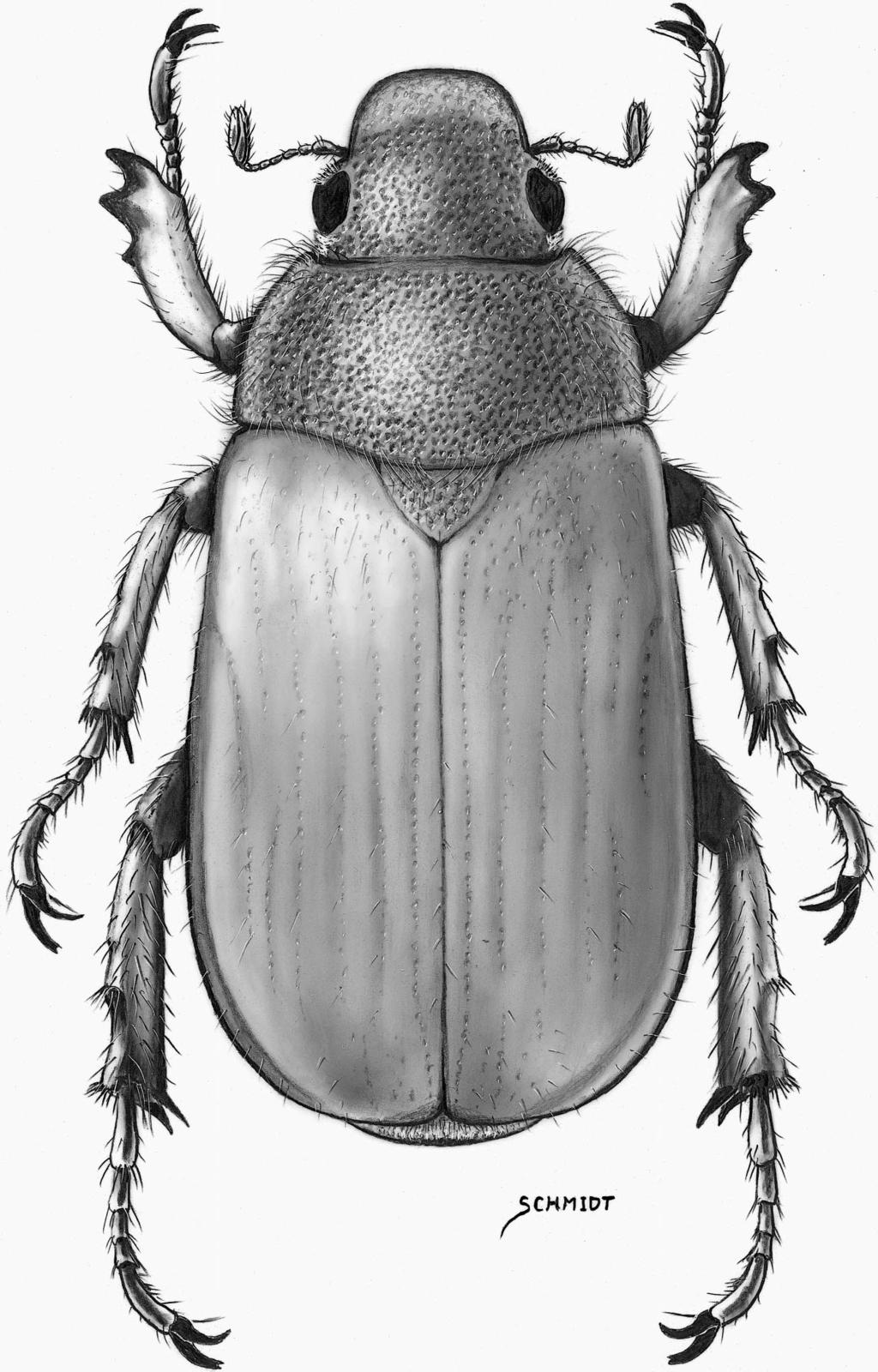 THE COLEOPTERISTS BULLETIN 56(3), 2002 323 Fig. 1.